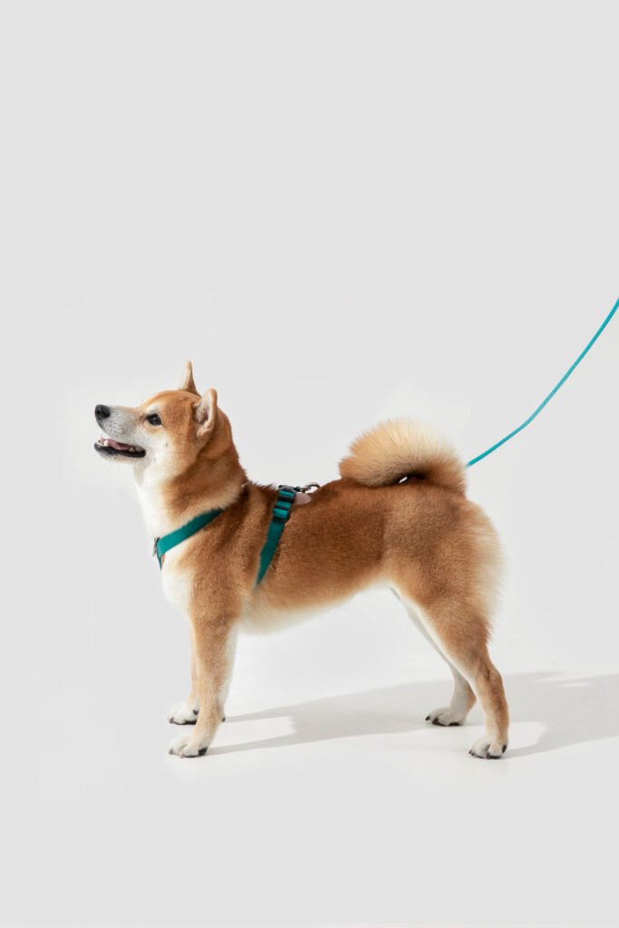 2E0A6402 Leashes