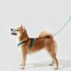 2E0A6402 Leashes