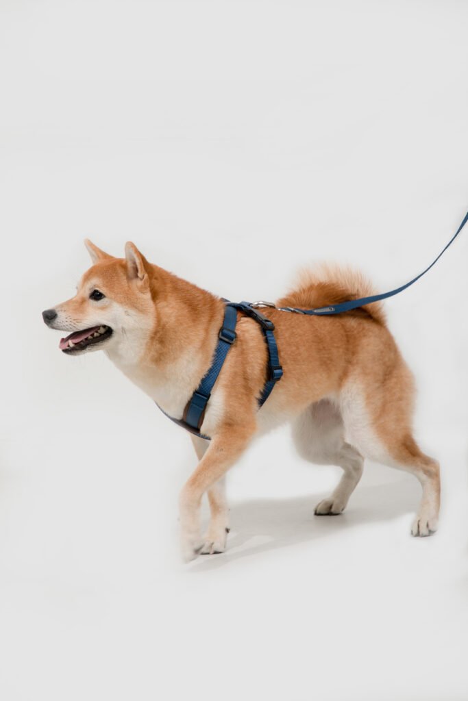 场景图09 Leashes