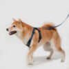 场景图09 Leashes