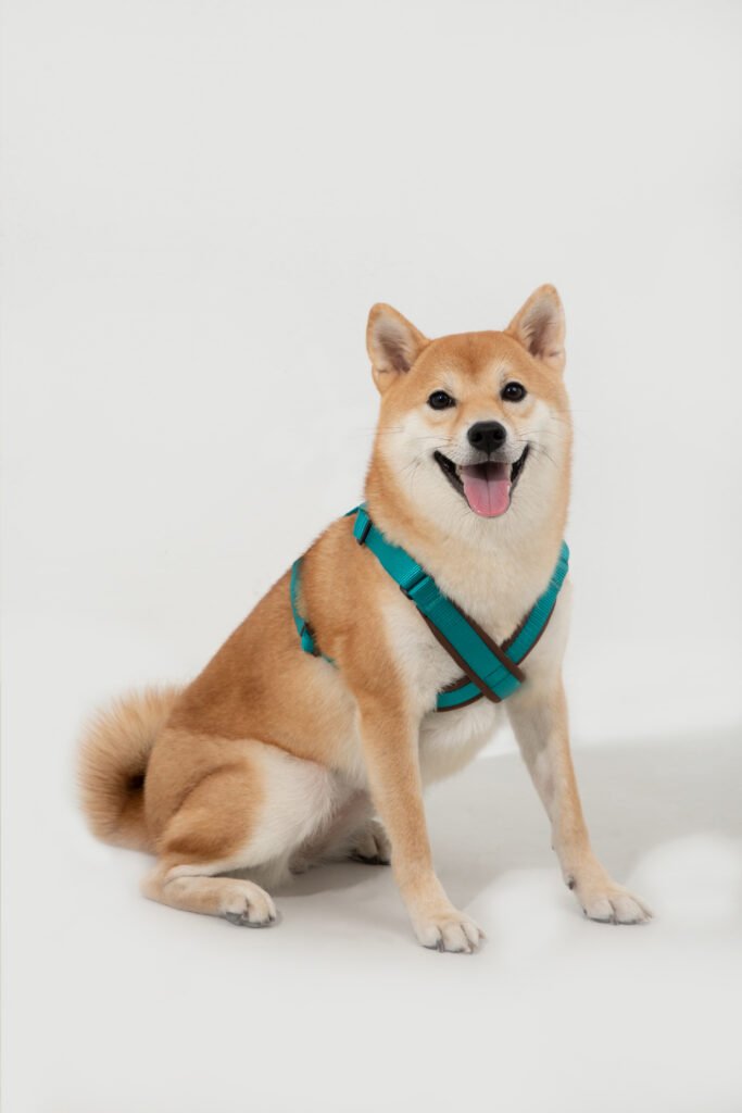场景图11 Harness X type