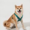 场景图11 Harness X type